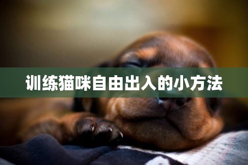 訓練貓咪自由出入的小方法