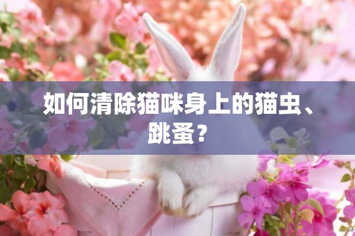 如何清除貓咪身上的貓蟲、跳蚤？