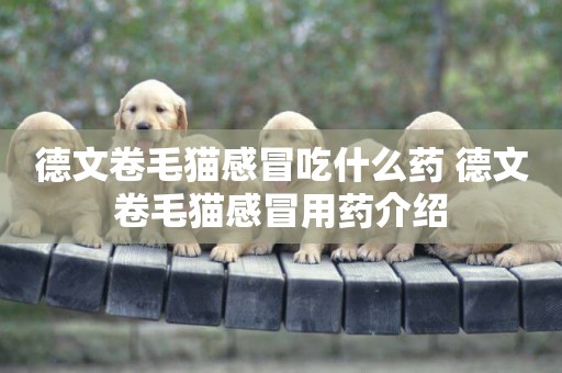 德文卷毛貓感冒吃什么藥 德文卷毛貓感冒用藥介紹