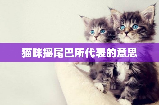 貓咪搖尾巴所代表的意思
