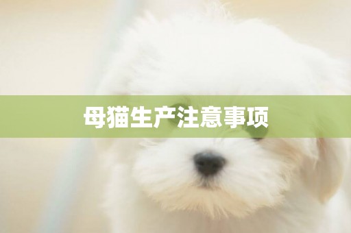 母貓生產注意事項