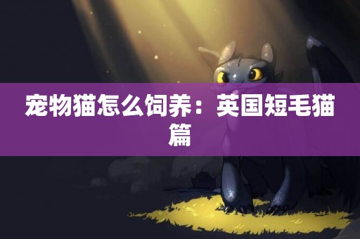 寵物貓怎么飼養：英國短毛貓篇