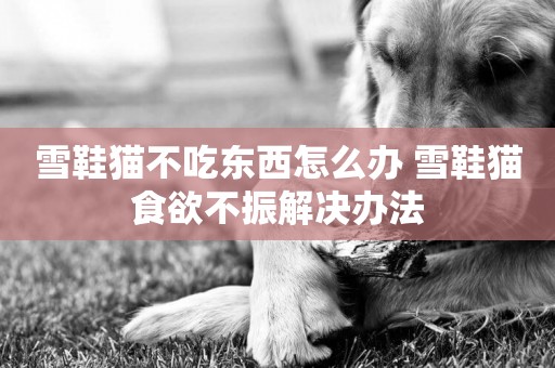 雪鞋貓不吃東西怎么辦 雪鞋貓食欲不振解決辦法