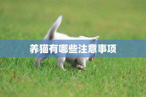 養貓有哪些注意事項
