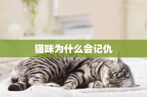 貓咪為什么會記仇
