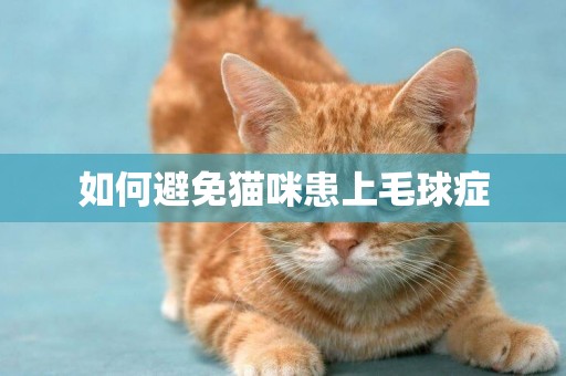 如何避免貓咪患上毛球癥