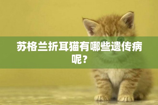 蘇格蘭折耳貓有哪些遺傳病呢？