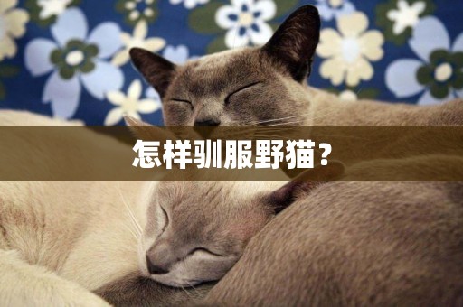 怎樣馴服野貓？