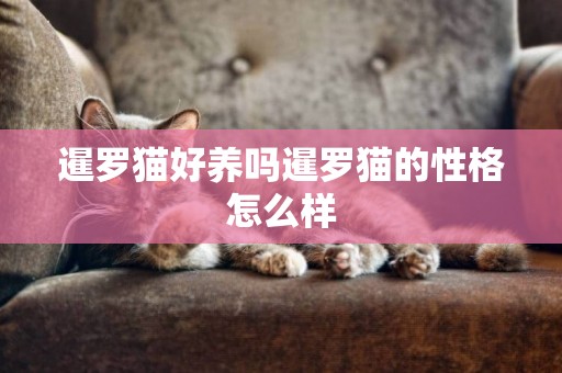 暹羅貓好養嗎暹羅貓的性格怎么樣