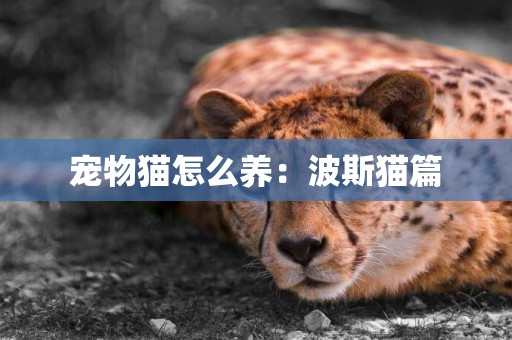 寵物貓怎么養：波斯貓篇