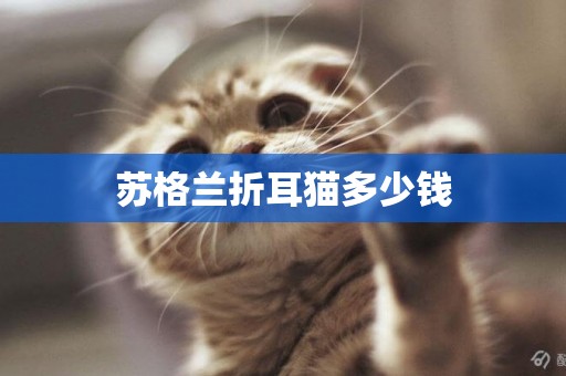 蘇格蘭折耳貓多少錢