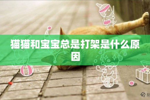 貓貓和寶寶總是打架是什么原因