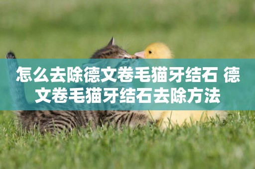 怎么去除德文卷毛貓牙結石 德文卷毛貓牙結石去除方法