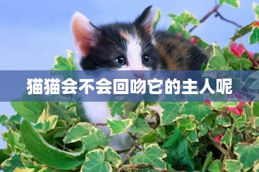 貓貓會不會回吻它的主人呢