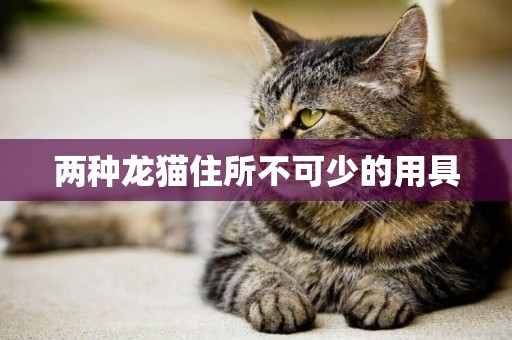 兩種龍貓住所不可少的用具