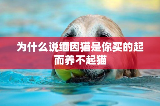 為什么說緬因貓是你買的起而養不起貓