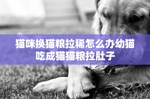 貓咪換貓糧拉稀怎么辦幼貓吃成貓貓糧拉肚子