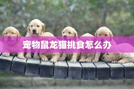 寵物鼠龍貓挑食怎么辦