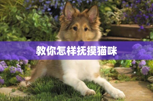 教你怎樣撫摸貓咪