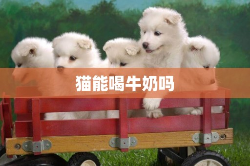 貓能喝牛奶嗎