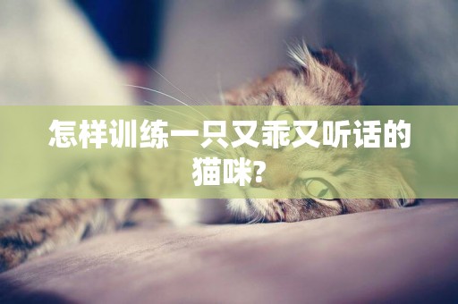 怎樣訓練一只又乖又聽話的貓咪?