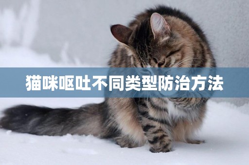 貓咪嘔吐不同類型防治方法