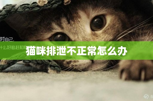 貓咪排泄不正常怎么辦