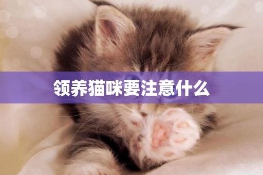 領養貓咪要注意什么