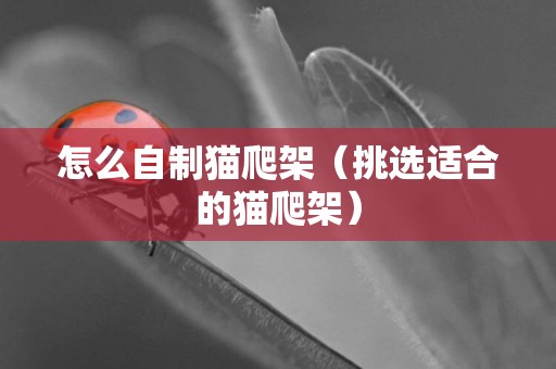 怎么自制貓爬架（挑選適合的貓爬架）