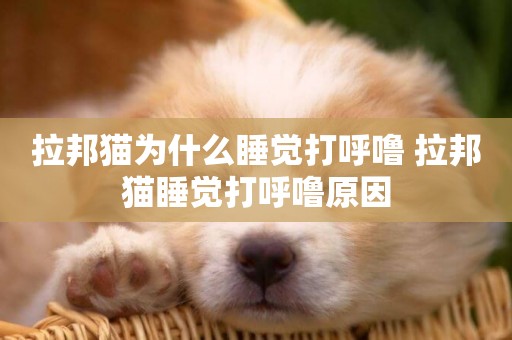 拉邦貓為什么睡覺打呼嚕 拉邦貓睡覺打呼嚕原因