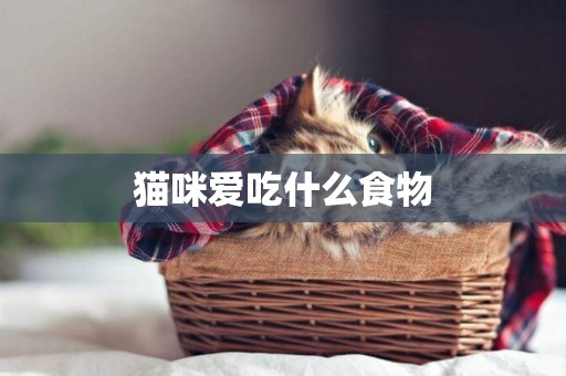 貓咪愛吃什么食物