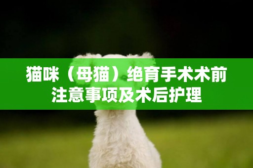 貓咪（母貓）絕育手術術前注意事項及術后護理