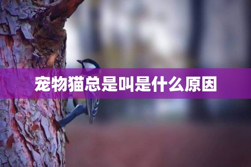 寵物貓總是叫是什么原因