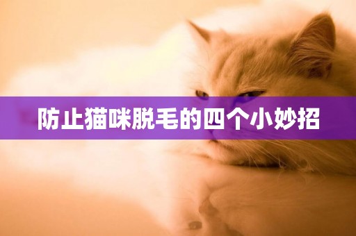 防止貓咪脫毛的四個小妙招