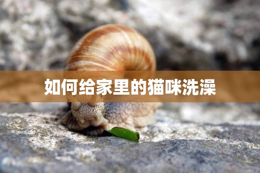 如何給家里的貓咪洗澡