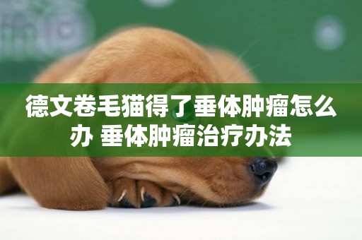 德文卷毛貓得了垂體腫瘤怎么辦 垂體腫瘤治療辦法