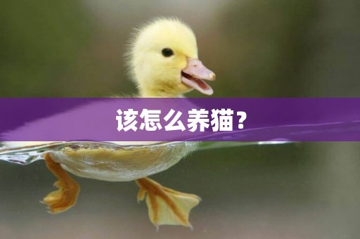 該怎么養貓？