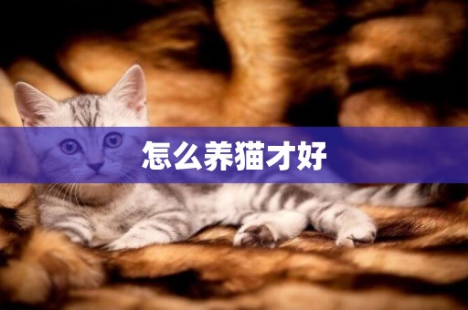 怎么養貓才好