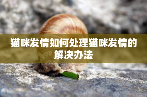 貓咪發情如何處理貓咪發情的解決辦法