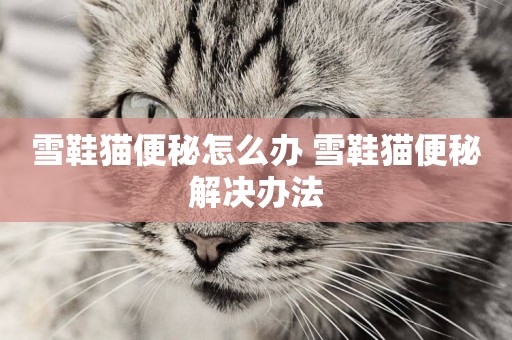 雪鞋貓便秘怎么辦 雪鞋貓便秘解決辦法