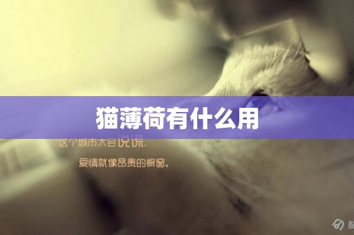 貓薄荷有什么用
