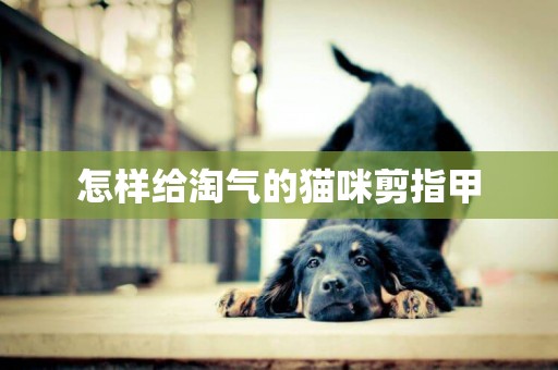 怎樣給淘氣的貓咪剪指甲