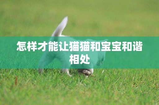 怎樣才能讓貓貓和寶寶和諧相處