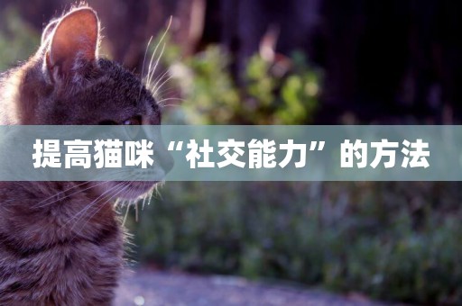 提高貓咪“社交能力”的方法