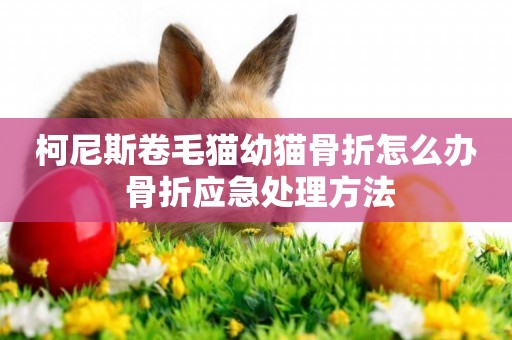 柯尼斯卷毛貓幼貓骨折怎么辦 骨折應急處理方法