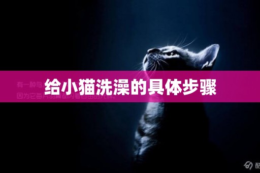 給小貓洗澡的具體步驟