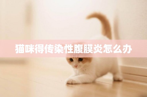 貓咪得傳染性腹膜炎怎么辦