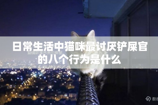 日常生活中貓咪最討厭鏟屎官的八個行為是什么