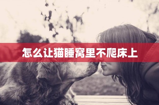 怎么讓貓睡窩里不爬床上