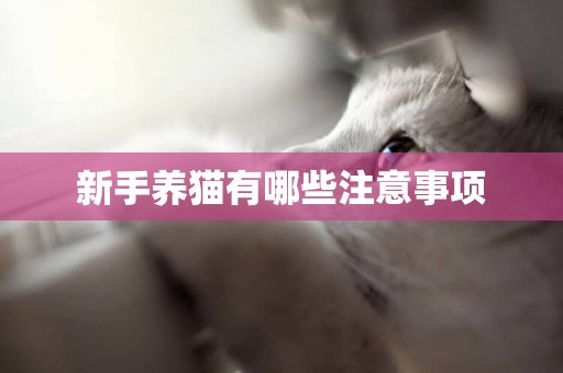 新手養貓有哪些注意事項